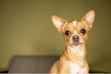 任天堂Switch 2图形MOD测试 展示《方舟》画质提升